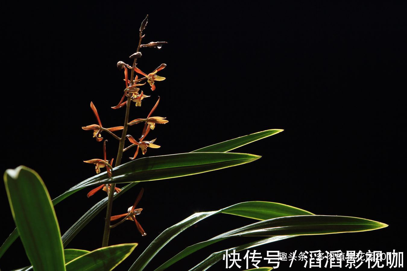 秋天兰花有性格，养护时需要注意些，开花不断