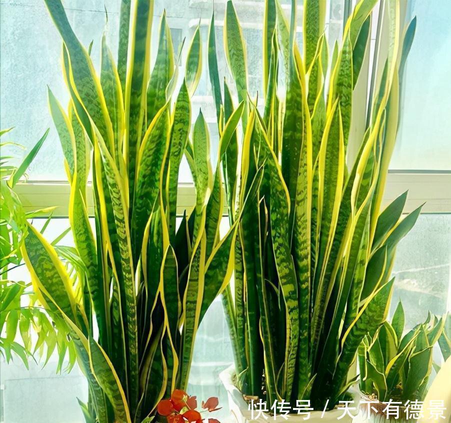 适合懒人养的“6种花”,不只是好养,还寓意好,利于健康