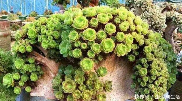 多肉老桩常见的5种形态,学会区分,养多肉的道路能进阶一大步!