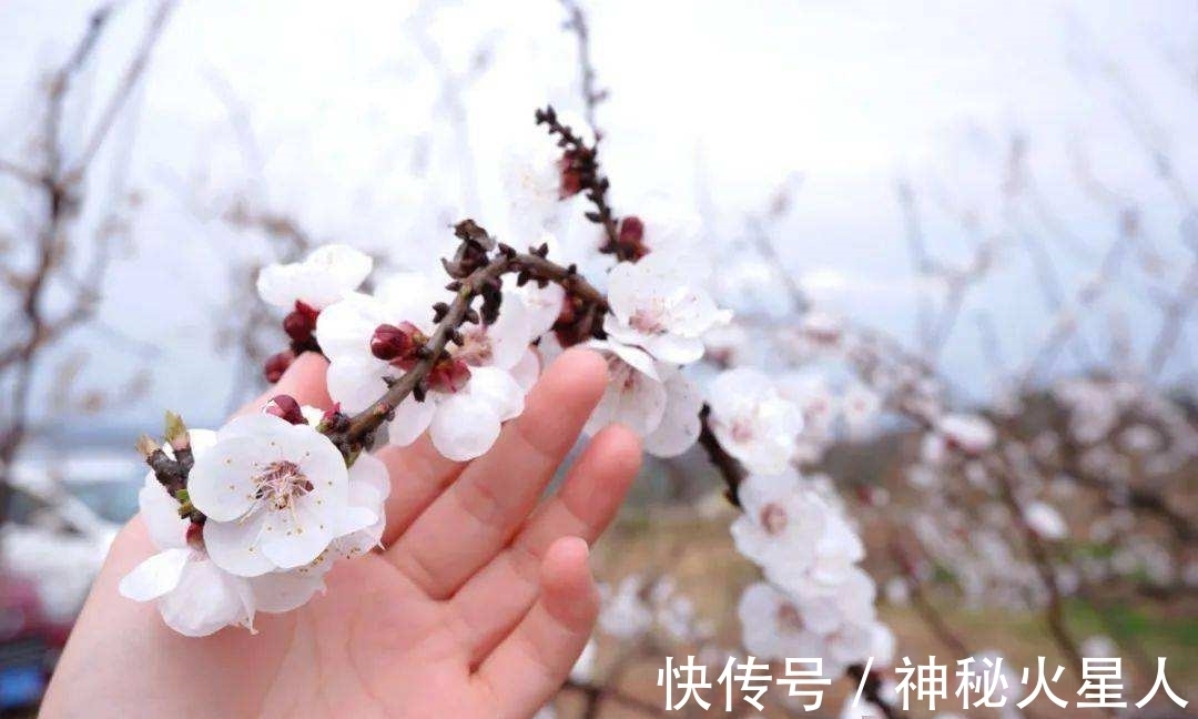 牡丹花|家里养这12种花，每个月开一种花，一整年都有花看