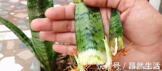 房顶|养“虎尾兰”有要点,学会“砍倒重来”,1盆变100盆,4年到房顶