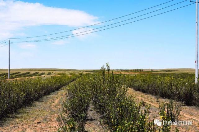 柠条|石哈河只有油菜花？那是你没见过58万亩柠条！