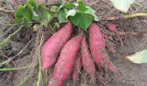 胃不太好的，牢记多吃1白，少吃3红，修复胃黏膜，肠胃更健康