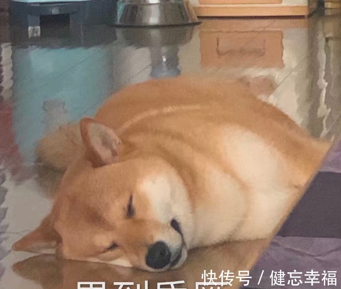 图片|可爱表情包图片:渴望的目光