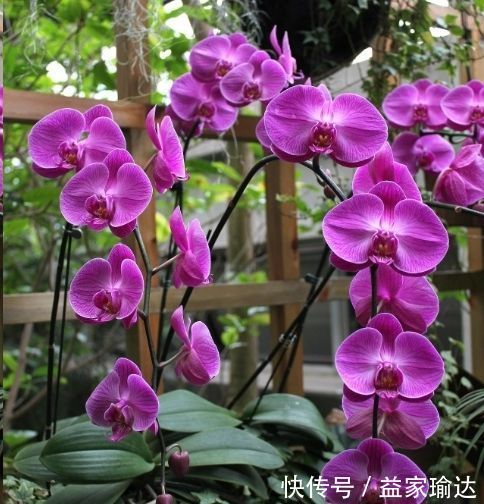 养护|去一趟花市,没花1分钱,捡来一堆花,养30天长成旺盛盆栽