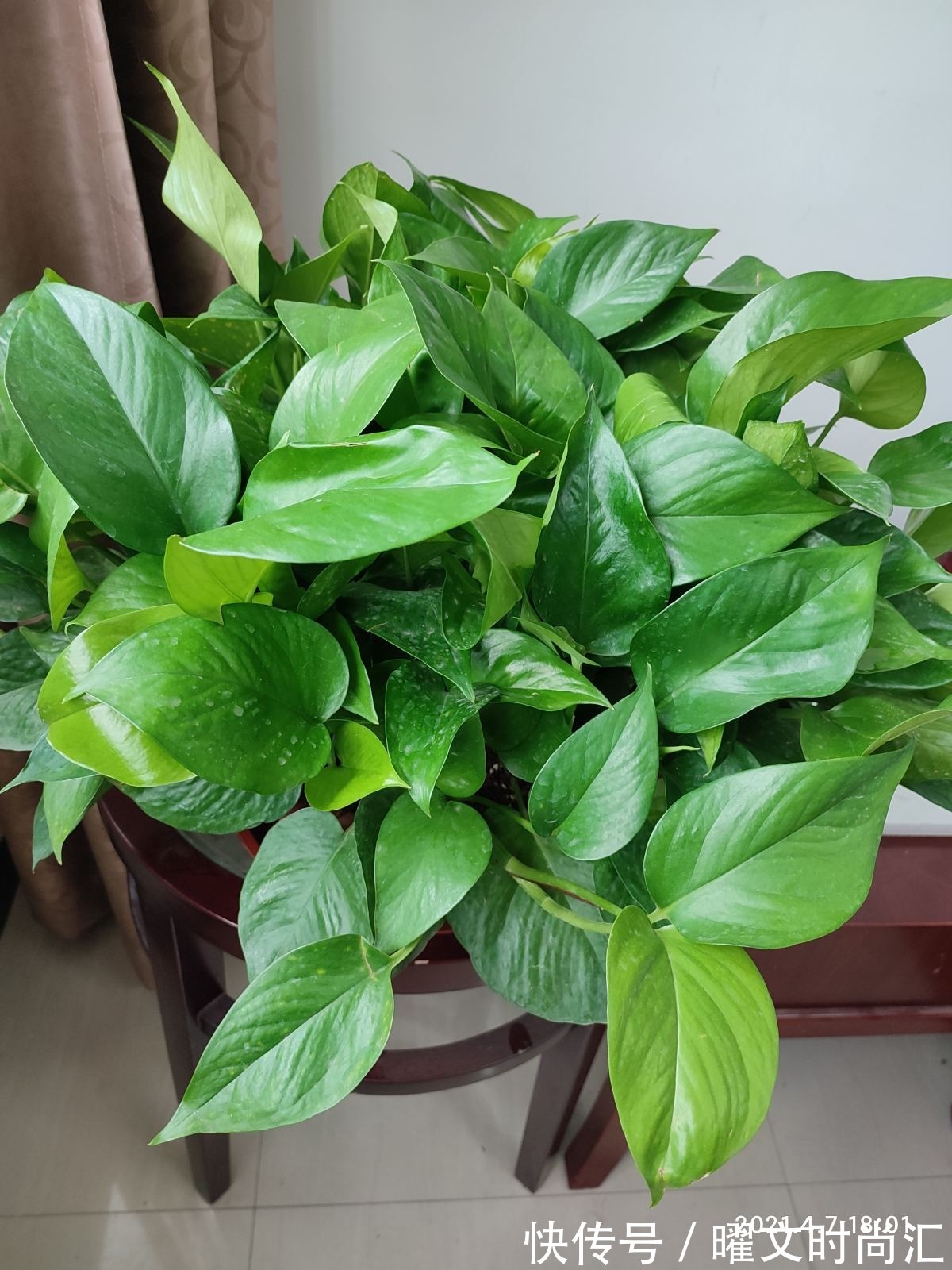 天生带“争议”的植物,有人觉得不吉利,有人觉得无所谓