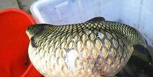 鱼鳞|这5种鱼别再买给孩子吃了,不仅没营养还影响健康,你选对了吗?