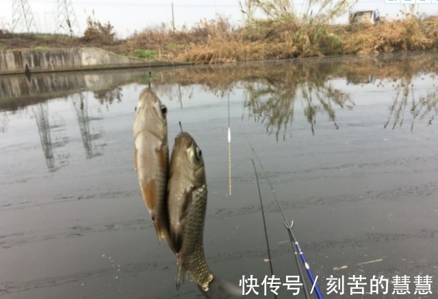 传导素|冬天降温鱼口轻,怎么钓才最好进来划重点