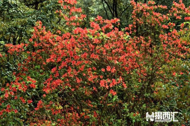 龙山杜鹃怒放，赏花正当时，点缀揭西的绿水青山