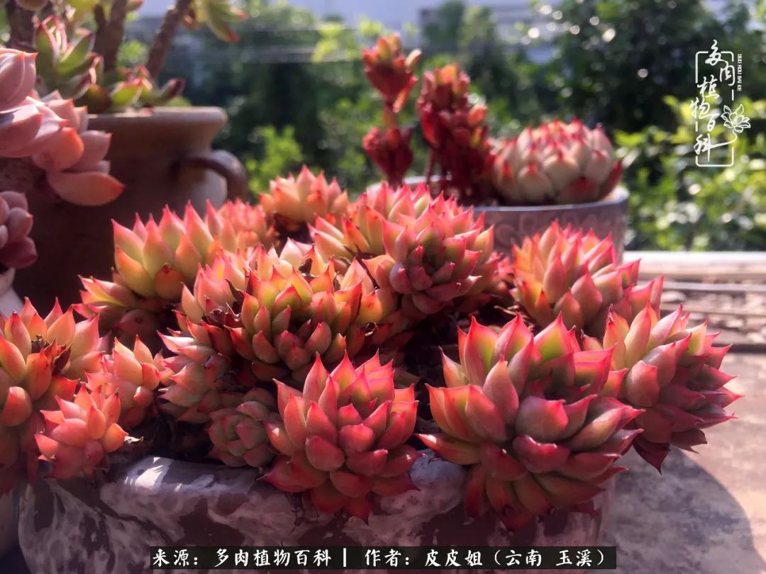 秋黄|柴米油盐的日子,养几盆多肉吧,为生活添几抹色彩!