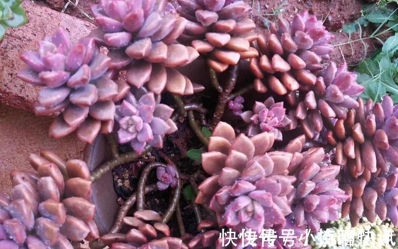 养多肉3年顺风顺水，多亏选了6种大普货，现在全是大老桩