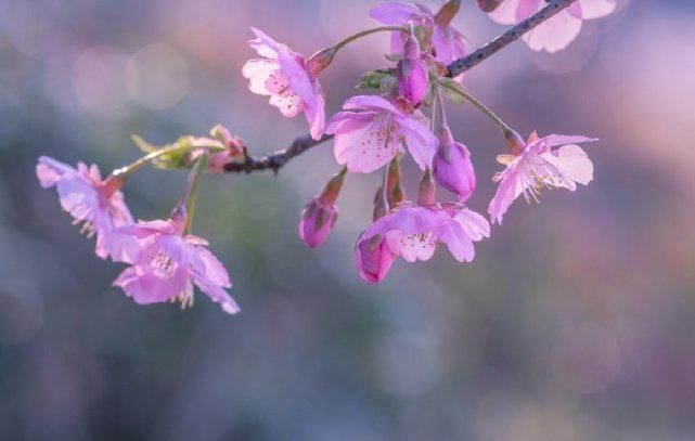 好时光、畅我心怀。见桃花敛，梅花落，杏花开