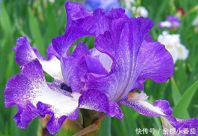 养花就养这几款，花朵小巧玲珑，花香易打理，养在客厅美极了