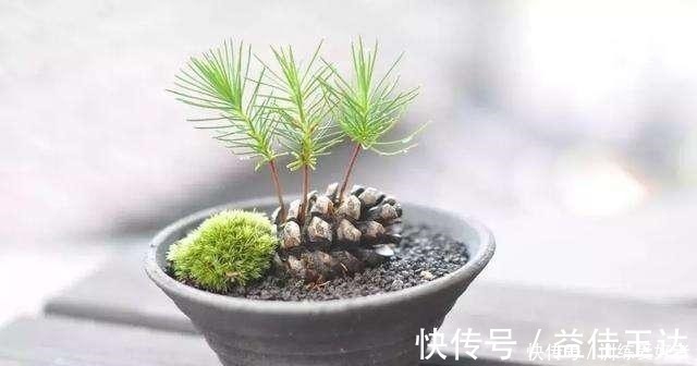 回家|路上看到3个“种子”一定捡回家,种在花盆里变小树,还挺名贵!