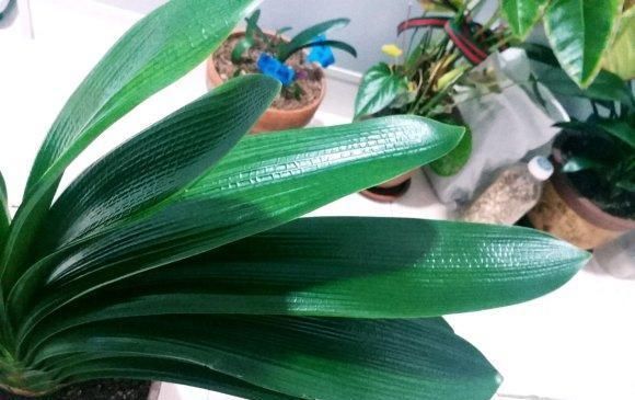 君子兰|夏季养君子兰,要做好这3点,否则叶片容易出问题