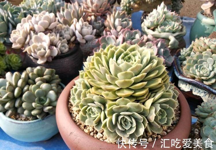 关于养多肉缓苗,这次好好说说