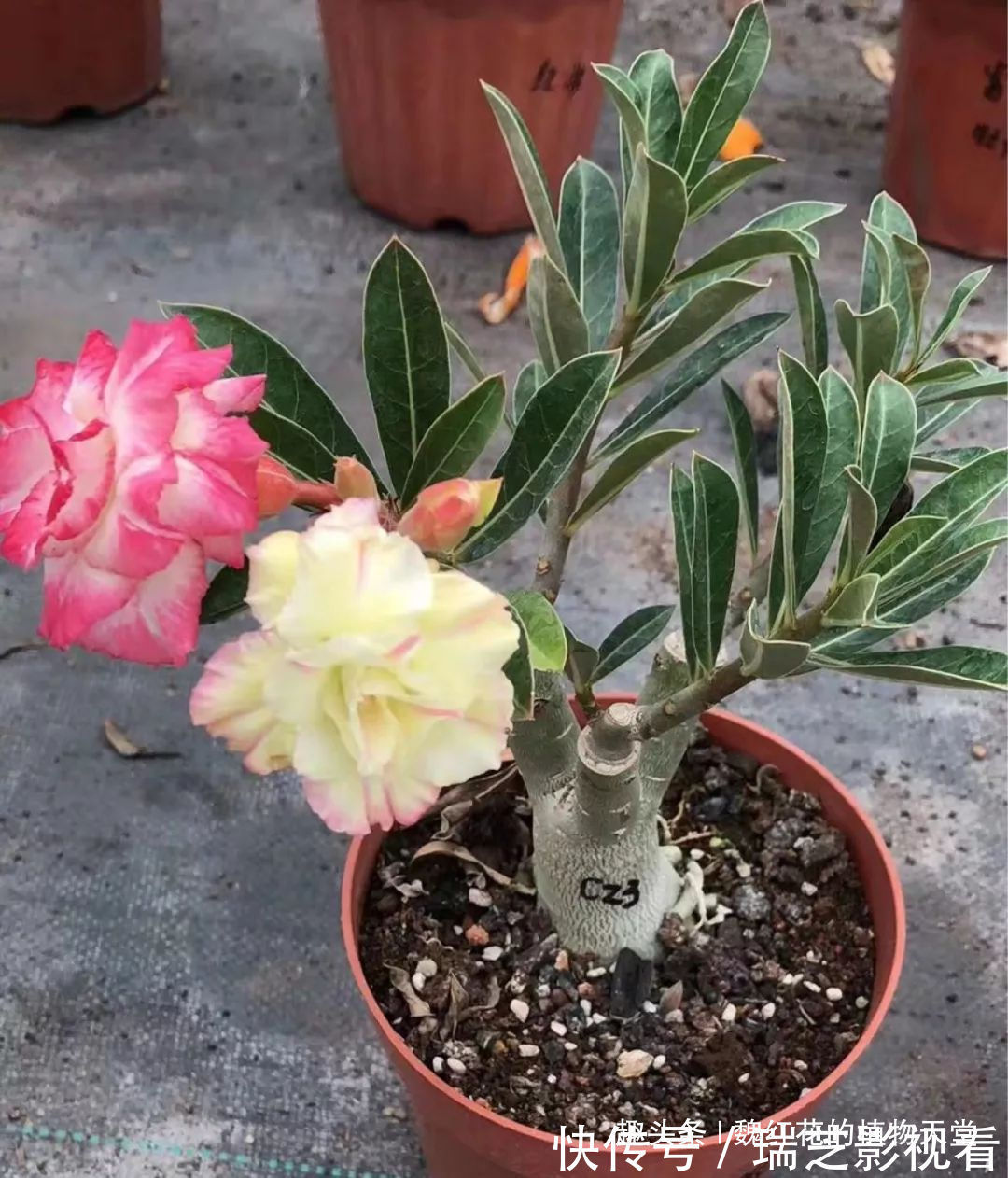 超级好养的8种花,1个月不浇水也死不了!