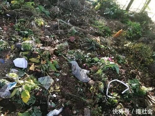 如果你有5个“坏习惯”,恭喜你,是养花高手!