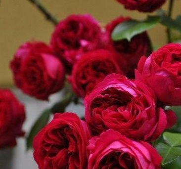 此花漂亮，四季开花，花量巨大，好种植，香气四溢，一花香一阳台