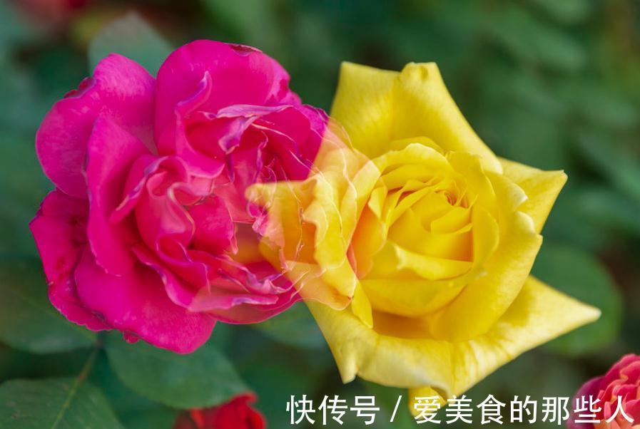 养护月季花,出现这4种信号得小心,赶紧改善否则植株会枯萎