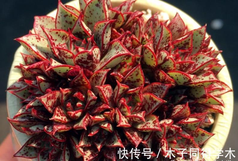 肉友|养多肉想要做到以“肉”养“肉”?以前还可以,现在基本上很难了