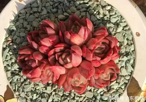 多肉养不好，看这里，掌握这些配土方法，幼苗和老桩都能养好