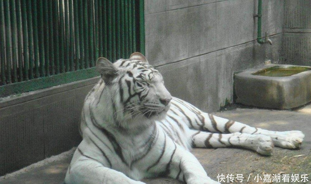 老虎|古人云“虎生三子,必有一彪”彪有多狠你知道么?