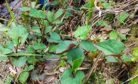 长得河边的它,人称“软耳朵”,有人说恶心,却不知它能“抗癌”