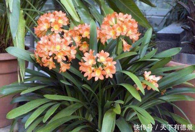 室内养花“3种水”可以喷，让植物叶子油绿不发黄，其他的不要用