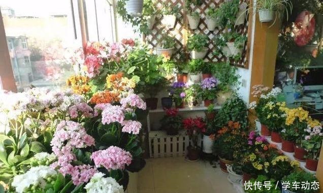 养花杀手的“臭毛病”，怪不得养一盆死一盆，看看你占了几种！