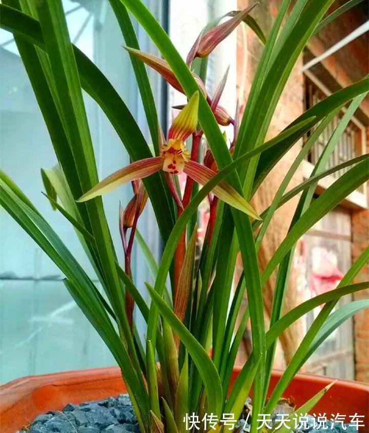 日晒|兰花长势差,注意这三个小问题,蹭蹭冒芽,轻轻松松爆满盆