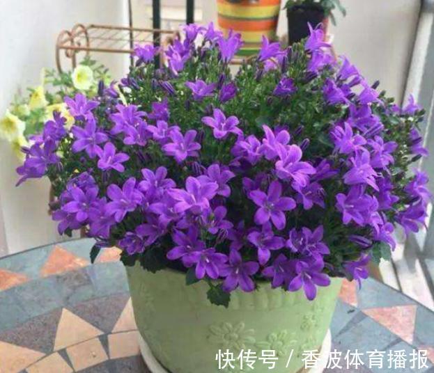 朱顶红|这些“老话”通俗易懂,能叫养花人少走弯路