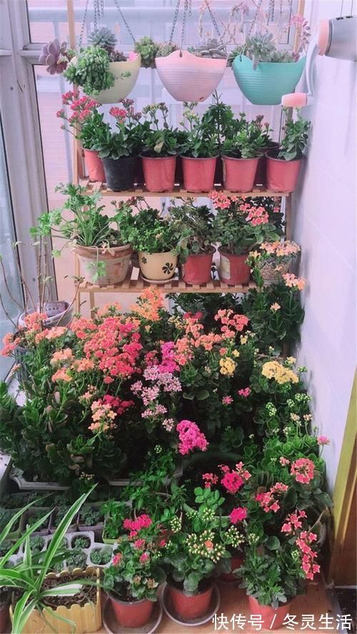 回顾2020年家庭花卉“8巨头”:第1种年年火,第4种人人爱