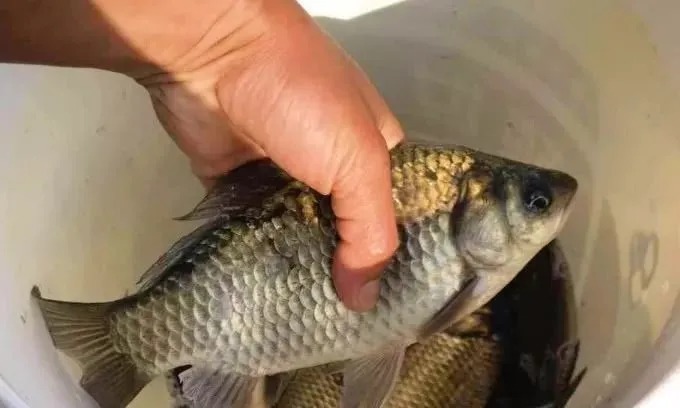 酒米|这诱饵我用了十五年,打窝不到半小时,鲫鲤鱼瞬间扎堆!