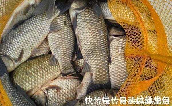 鱼窝|民间冬钓鲫鱼野路子:鲜为人知的弹钓钓法,非常有特色