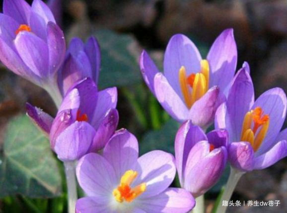 喜欢菊花,就养盆“精品玫瑰”金香玉,花开如桃吐丹霞,亲切妖娆