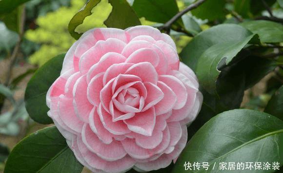 茶花安全过冬秘诀,今年明年都能呼呼开花