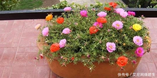 最适合懒人养护的这些花,不用费心养护,就可花开繁盛!