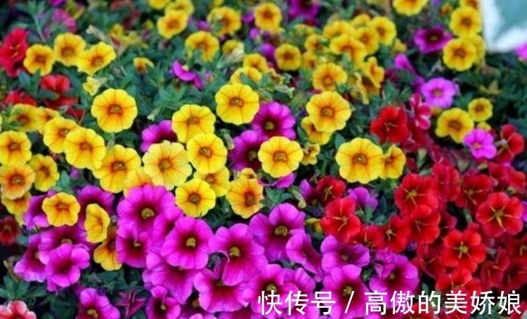 桂花|4种花养家里，福旺运旺财更旺，家里财运亨通，旺运一整年