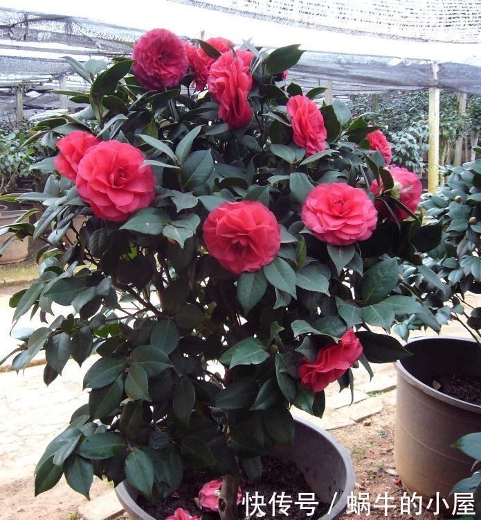 茶花开完花,正待修剪时,春天狠剪,夏秋冬莫动,花苞才满枝