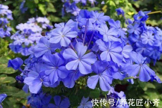 花墙|蓝雪花可以做棒棒糖，也能做“花墙”，记住4步，持续开花大半年