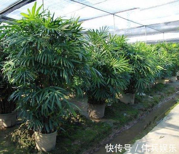 3种花被称为“守护神”，养2盆在家，能净化空气，观赏价值高！