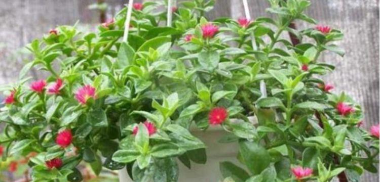 长春花|4种花开花喜庆又好养,满屋飘香,人见人爱