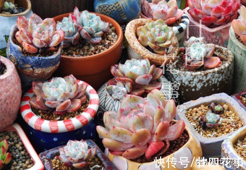 上色美成仙|7月8月徒长变青菜的多肉，9月做好四件事，10月上色美成仙