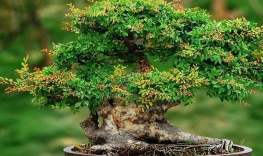 老人常说,别看三种树长得“丑”,但是它镇宅养人,招财进宝