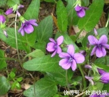 美味野菜|多吃以下的几道美味野菜,清热解毒,营养成分高,家人都爱吃