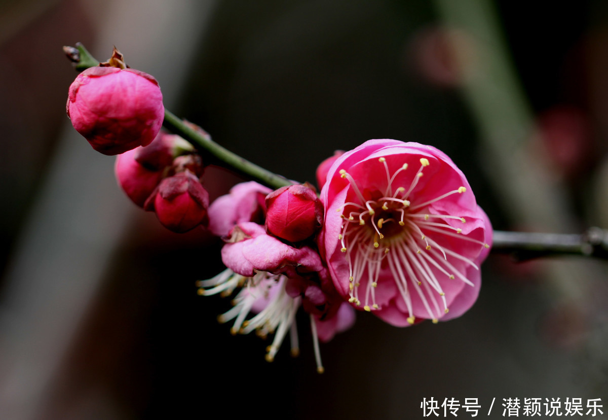 此花称为中国十大名花之首,生命力极强,具有坚忍不拔的象征
