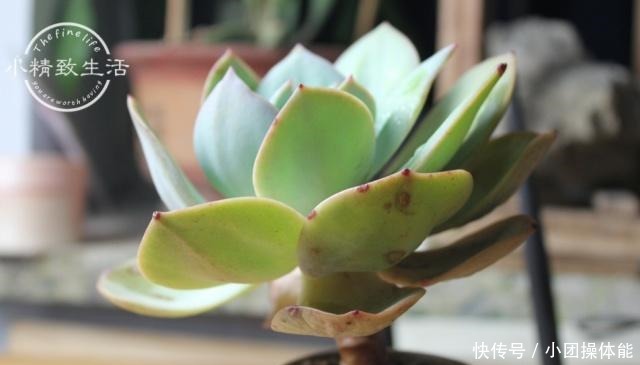 多肉度夏难，常见8种死法，后4种纯属人为，来看看有没有你！