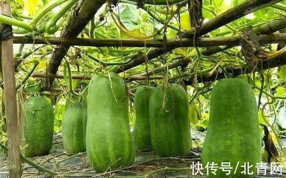 Winter melon is full of medicine