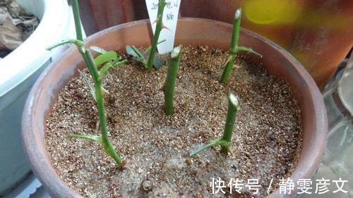 育苗|学会这些小技巧,养花扦插将成“小事一桩”